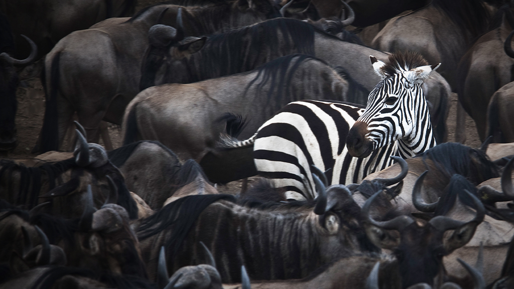 A zebra amongst a herd of buffalo, a metaphor for how investment bargains are hard to see