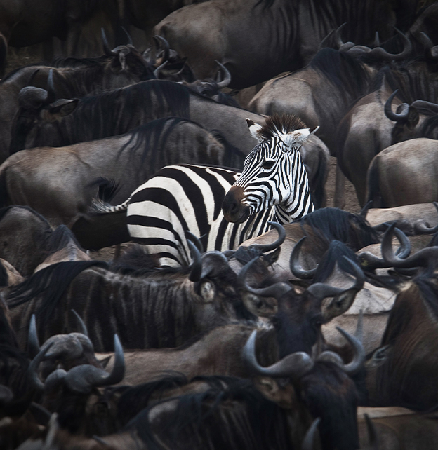 A zebra amongst a herd of buffalo, a metaphor for how good bargains are hard to see.