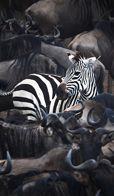 A zebra amongst buffalo